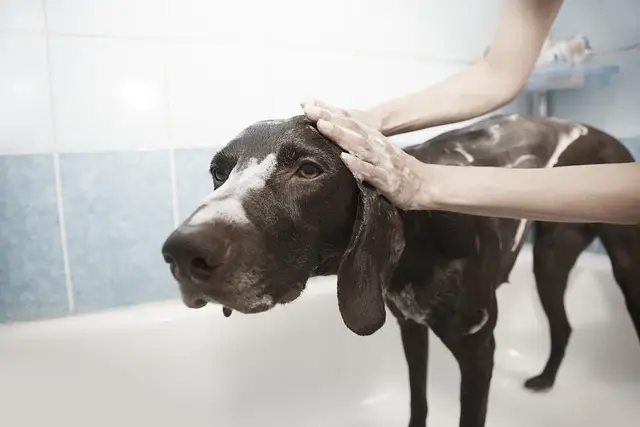 dog, shower, pet