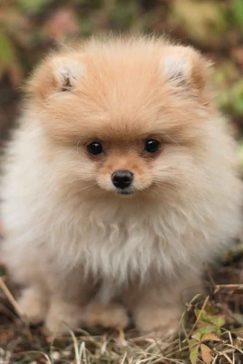 Fluffy Pomeranian puppy sitting outdoors with a curious expression in a natural setting.